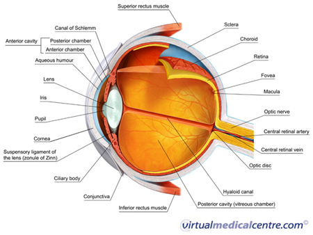 anatomy of eye. Anatomy of the eye