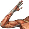 Arm muscle image