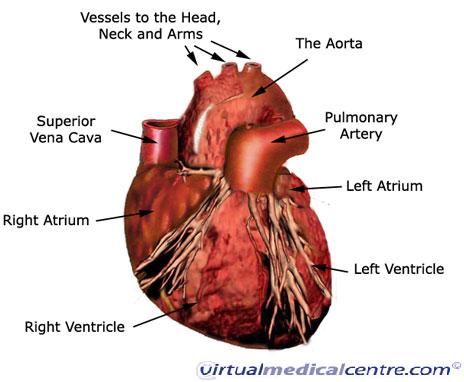 circulatory system. Cardiovascular System (Heart)
