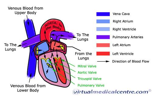 structures of heart. the Heart
