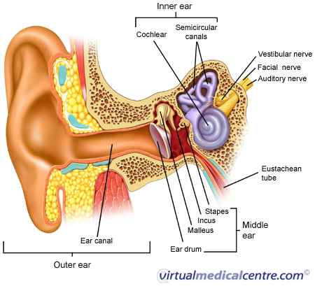Middle Ear diagram