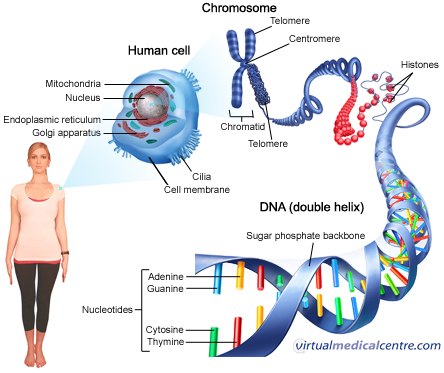The chromosomes are what carry genes. An example of the genes carried by 